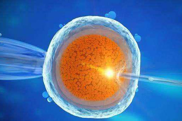 囊胚移植成功率